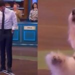 Affari Tuoi, il pubblico saluta la mascotte Gennarino: “Ha 13 anni e mezzo, portarlo a Milano è complicato, non sopporterebbe il trasferimento”