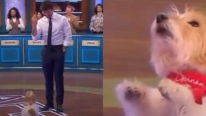 Affari Tuoi, il pubblico saluta la mascotte Gennarino: “Ha 13 anni e mezzo, portarlo a Milano è complicato, non sopporterebbe il trasferimento”